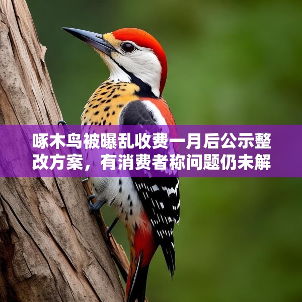 啄木鸟被曝乱收费一月后公示整改方案，有消费者称问题仍未解决